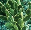 Cholla Stem Extract